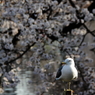 観桜