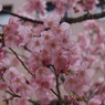 岡山大学桜
