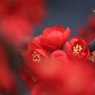 紅く紅く