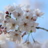 桜ブーケ