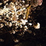 舞鶴夜桜-1