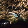 舞鶴夜桜-2