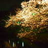 舞鶴夜桜-7