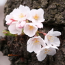 けなげに咲いていた桜