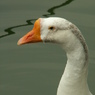 千葉公園45