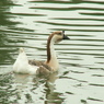 千葉公園50