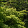 泉自然11