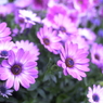 春の花’１３＾ー７