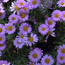 春の花’１３＾ー８
