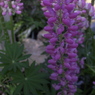 春の花’１３＾ー９