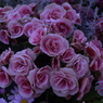 春の花’１３＾ー１０