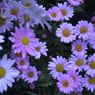 春の花’１３＾ー１１