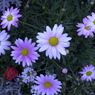 春の花’１３＾ー１２