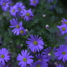 春の花’１３＾ー１３