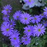 春の花’１３＾ー１４