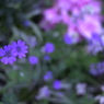 春の花’１３＾ー１５