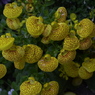 春の花’１３＾ー１