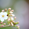 早咲きの桜