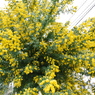 【春の花】ミモザ