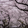 桜トンネル