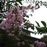 20090815自宅4