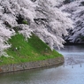 千鳥ヶ淵の桜2013　（１）