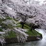 千鳥ヶ淵の桜2013　（２）