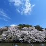 千鳥ヶ淵の桜2013　（４）