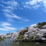 千鳥ヶ淵の桜2013　（５）
