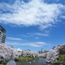 千鳥ヶ淵の桜2013　（６）