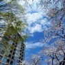 千鳥ヶ淵の桜2013　（７）
