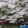 千鳥ヶ淵の桜2013　（８）　Foreigner