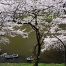 千鳥ヶ淵の桜2013　（９）　春満喫
