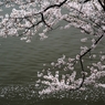 千鳥ヶ淵の桜2013　（１０）　桜流し