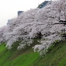 千鳥ヶ淵の桜2013　（１１）