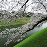 千鳥ヶ淵の桜2013　（１４）