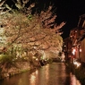 京都 祇園白川 夜桜