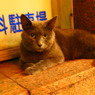 20090817グリ似4