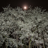 月夜にライトアップの薄墨桜
