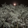 月夜にライトアップの薄墨桜