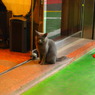 20090817グリ似