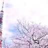 桜色って優しくって柔らかい