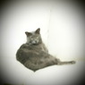 20090823ぐり5