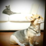 20090823ぐり6