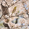 めじろちゃん強し。。