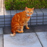 20090817TOKAIねこ2