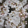 枝垂れ桜_06