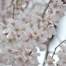 桜_05
