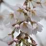 桜_04