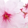 陽光桜_01